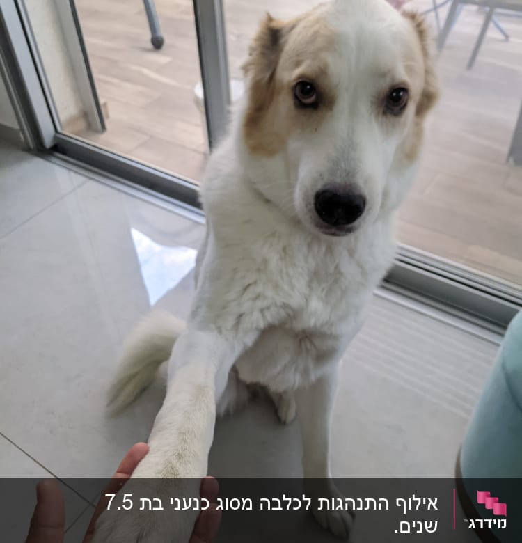 כלב נותן כף יד לאדם באימון אילוף